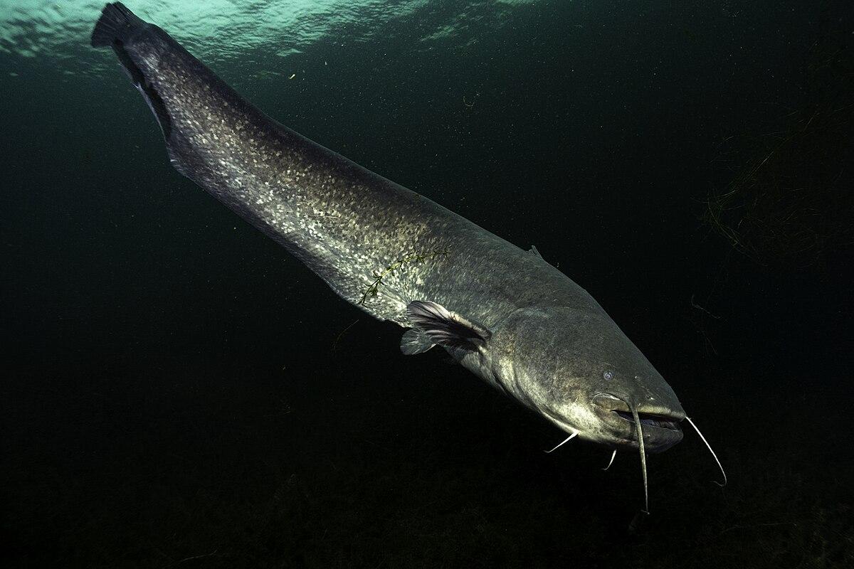 Welste Doğanın ‌Kalbinde Gizli Cennetler